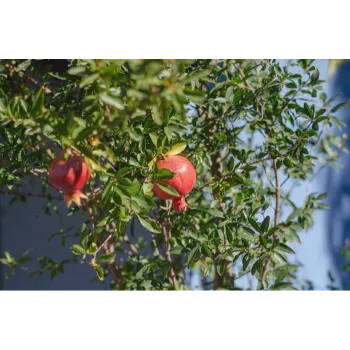 Natural Pomegranate Plant